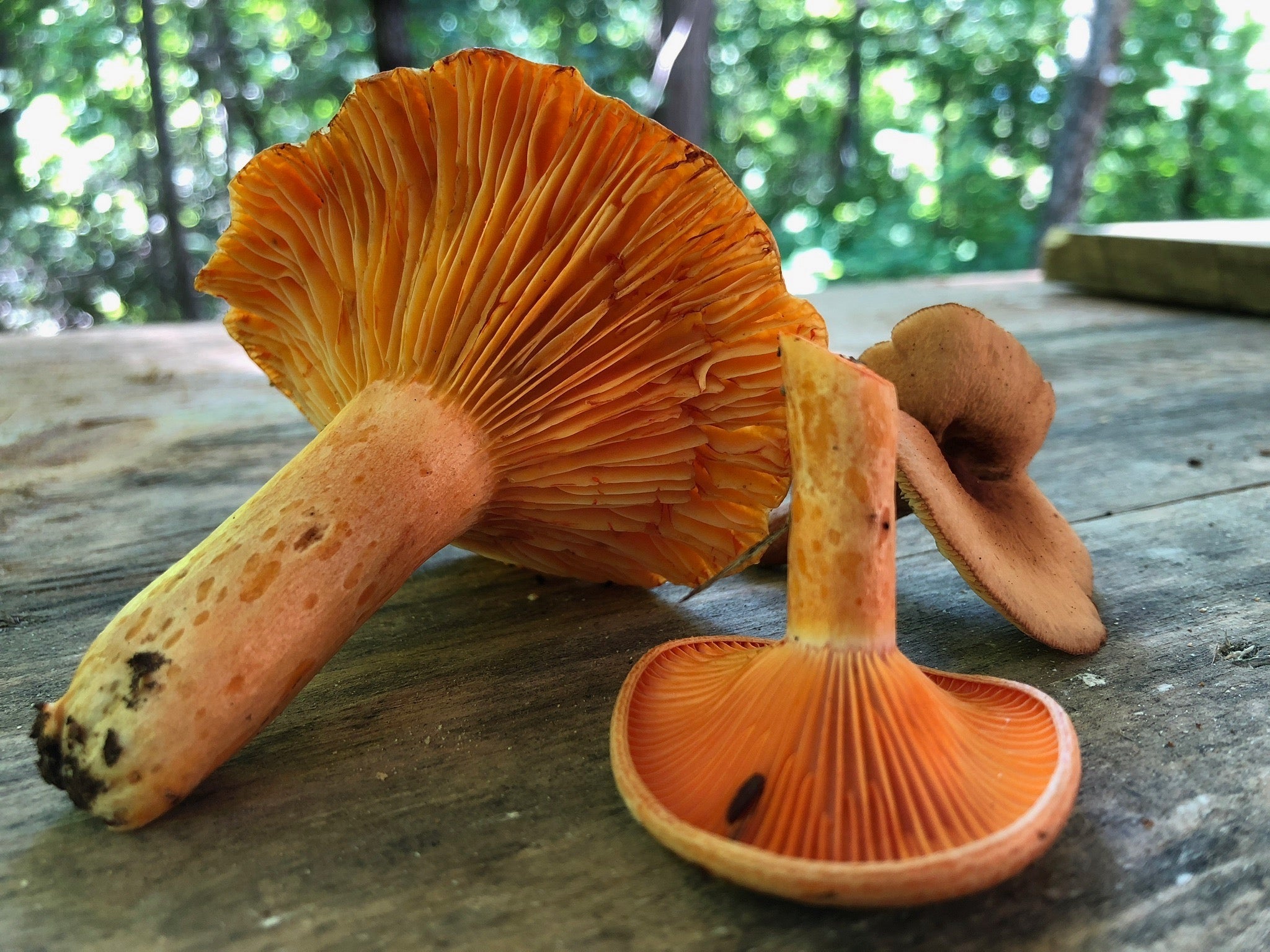 Food & Foraging: One Plant, Learned Well