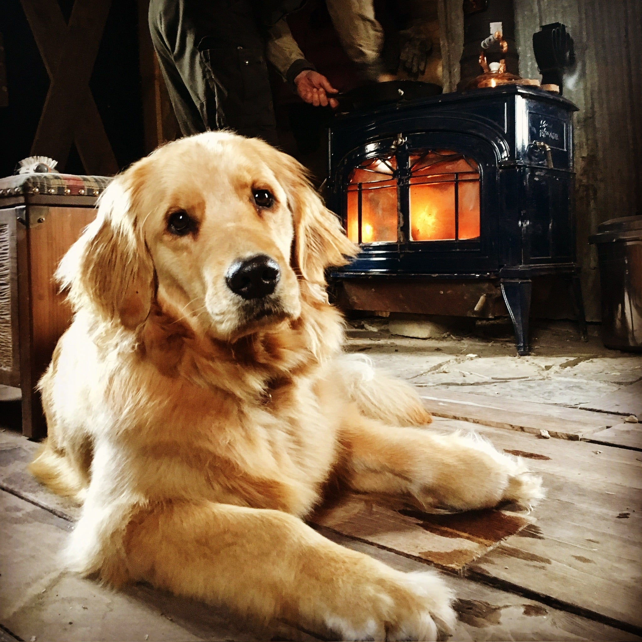 What My Dog Knows About Preparedness