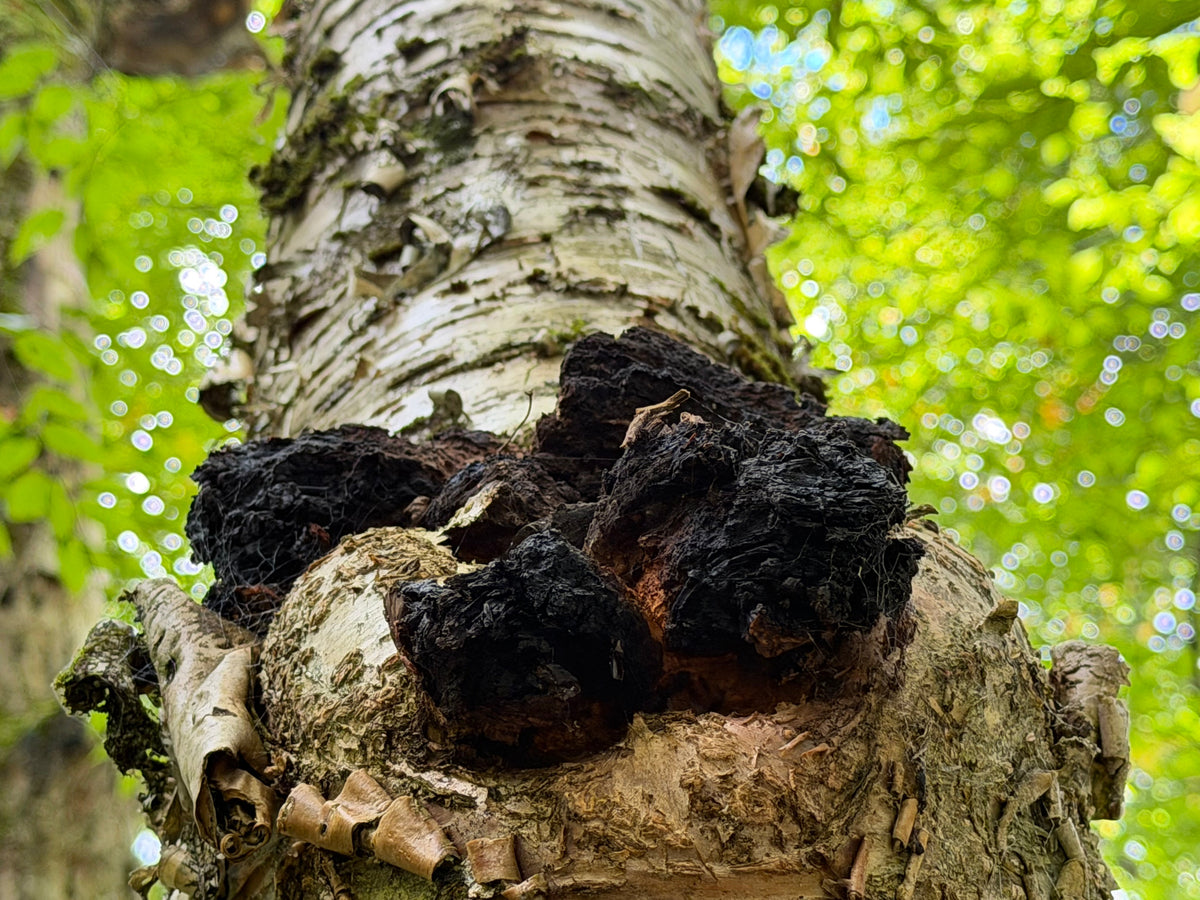 Chaga and the Birch Forest