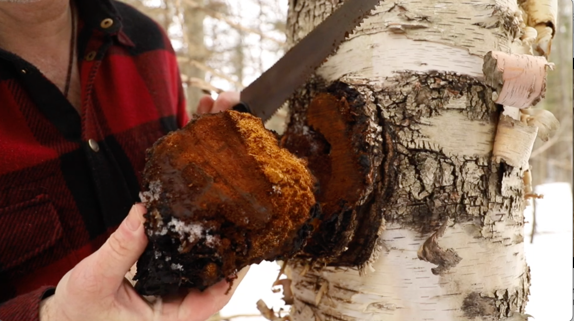 A close-up of Shawn holding a large, dark brown, textured mushroom or fungus specimen next to a birch tree trunk in a snowy outdoor setting.