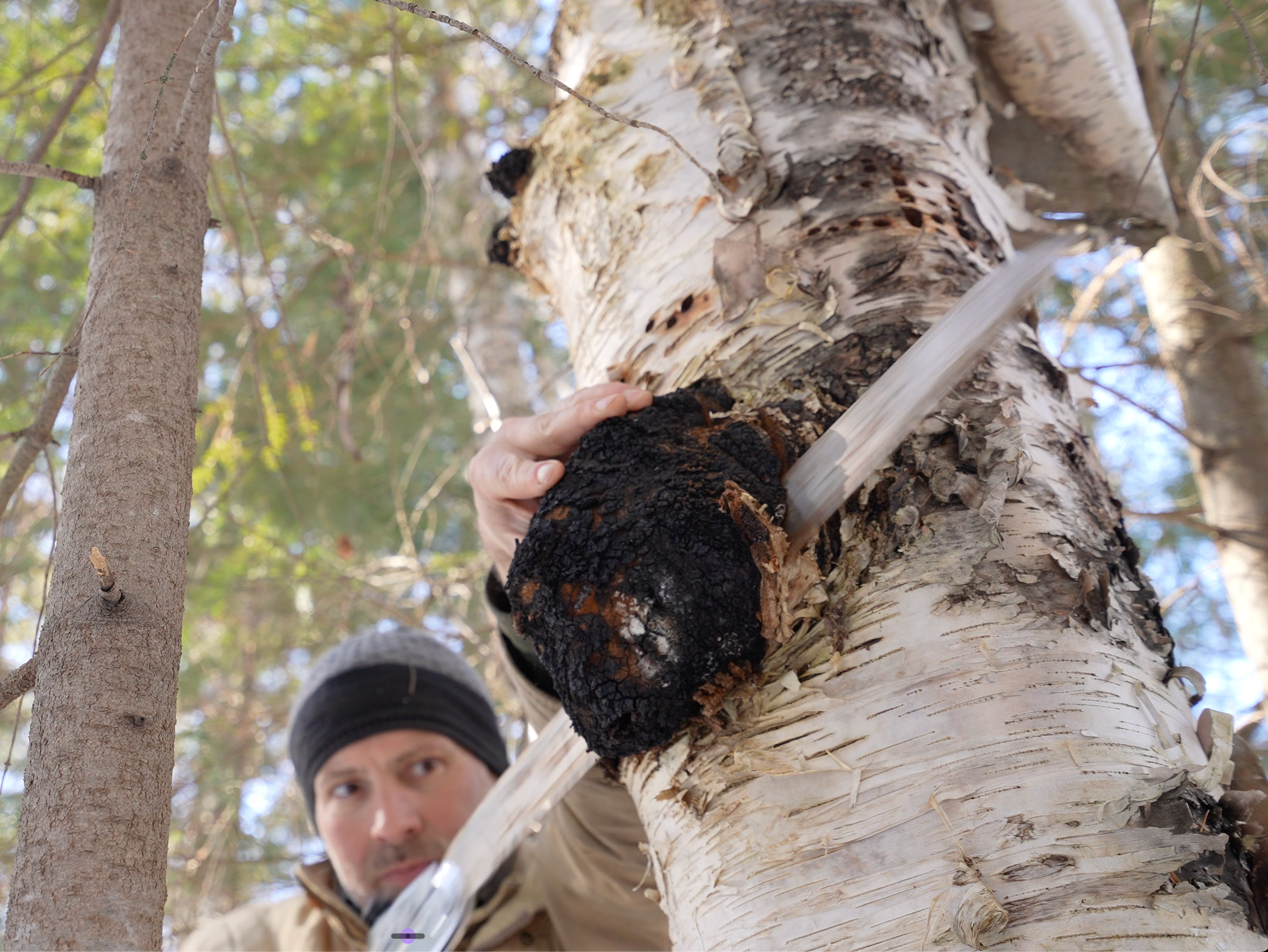 Shawn harvesting chaga